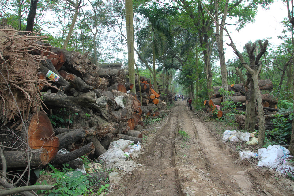 Sau khi bị đốn hạ, gỗ cây đô thị sẽ được vận chuyển về các kho gỗ có nhiều địa điểm tại Hà Nội. (Ảnh: Minh Sơn-Sơn Bách/Vietnam+)