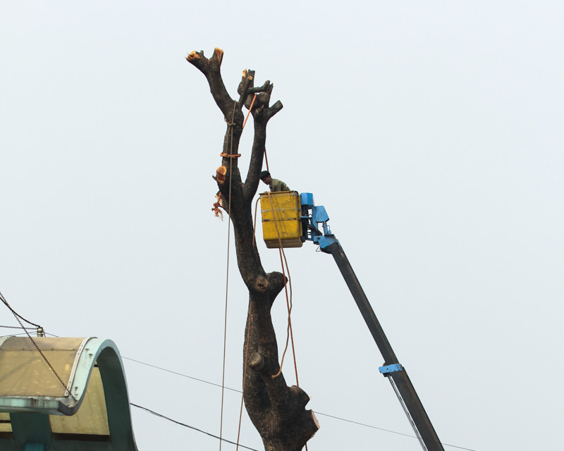 Các công nhân buộc dây vào thân cây chuẩn bị cho công việc cưa, chặt hạ. (Ảnh: Minh Sơn-Hoàng Long/Vietnam+)