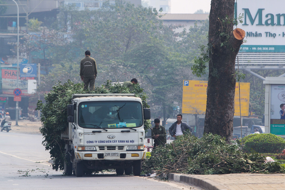 Theo các công nhân thuộc công ty Công viên Cây xanh Hà Nội, do cây lớn nên mỗi ngày chỉ chặt hạ được một cây, để giải phóng hết mặt bằng tuyến đường sẽ phải mất cả tháng trời. (Ảnh: Minh Sơn-Hoàng Long/Vietnam+)