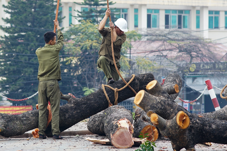 Sáng ngày 20/1, đội công nhân thuộc công ty Công viên Cây xanh Hà Nội đã bắt đầu công việc chặt hạ những cây xanh trên tuyến đường Cầu Giấy (trước cổng Đại học Giao thông Vận tải). (Ảnh: Minh Sơn-Hoàng Long/Vietnam+)