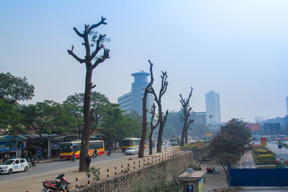 Cả một hàng cây tuyệt đẹp trên con đường của Thủ đô sắp bị chặt hạ. Những thân cây cao lớn bị cưa trụi lủi, trơ trọi. (Ảnh: Minh Sơn-Hoàng Long/Vietnam+)
