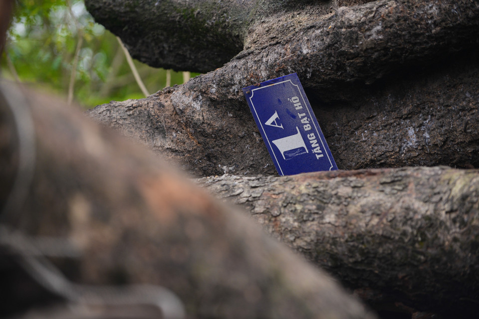 Những thân cây mới được chặt vẫn còn mang nguyên ‘dấu tích phố phường’. (Ảnh: Minh Sơn-Sơn Bách/Vietnam+)