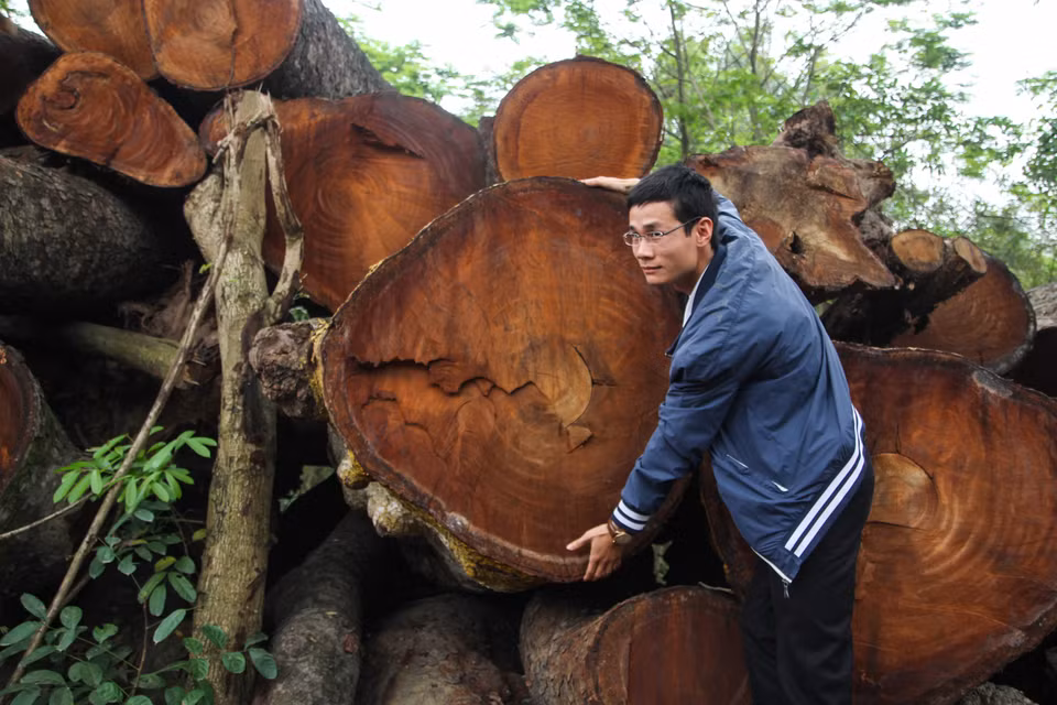 Cận cảnh những thân cây có đường kính lên tới cả mét. (Ảnh: Minh Sơn-Sơn Bách/Vietnam+)