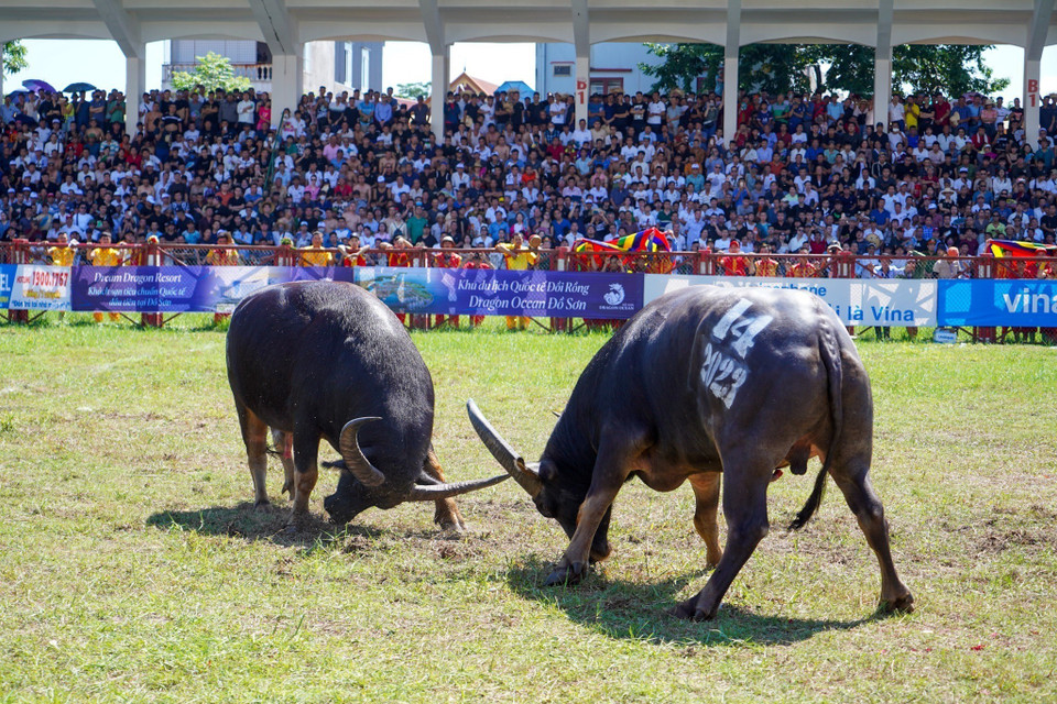 Một trận đấu tại Lễ hội Chọi Trâu Đồ Sơn năm 2023. (Ảnh: TTXVN phát)