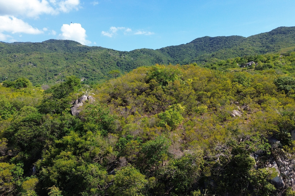Hệ sinh thái rừng ở Khu Dự trữ Sinh quyển Thế giới Núi Chúa tại tỉnh Ninh Thuận. (Ảnh: Nguyễn Thành/TTXVN)