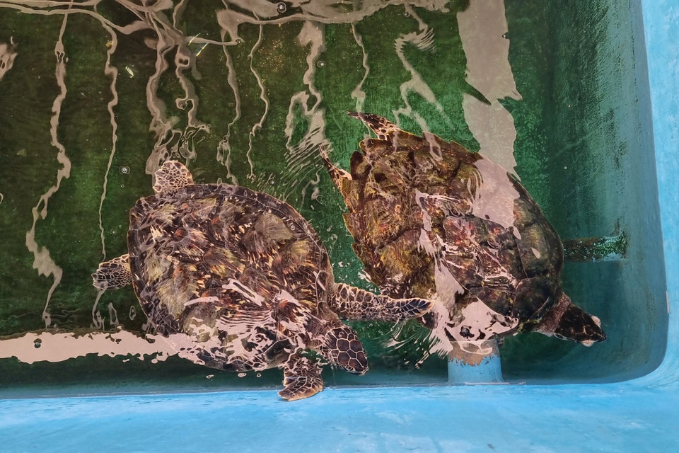 Khu vực cứu hộ, bảo tồn rùa biển thuộc Khu Dự trữ Sinh quyển Thế giới Núi Chúa. (Ảnh: Nguyễn Thành/TTXVN)