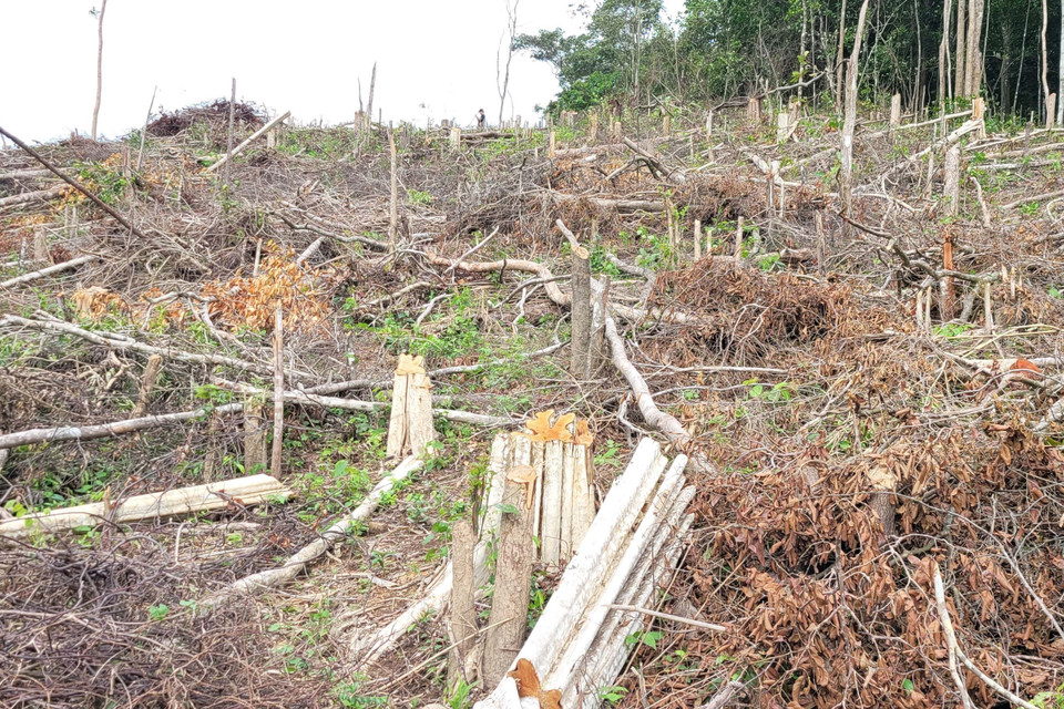 Đây là vụ việc xảy ra nghiêm trọng nhất trong thời gian gần đây trên địa bàn tỉnh Gia Lai, ảnh hưởng lớn đến nguồn lợi lâm sản, môi trường sinh thái và an ninh trật tự của địa phương. (Ảnh: Hoài Nam/TTXVN)