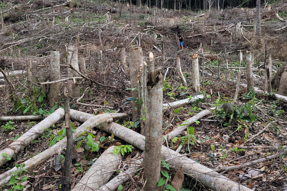 Tổng số cây bị chặt hạ là 641 cây. (Ảnh: Hoài Nam/TTXVN)