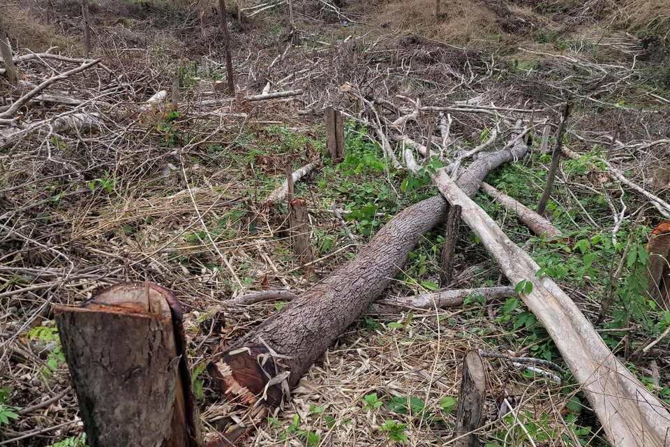 Cơ quan chức năng đang điều tra, xác minh và xử lý nghiêm các đối tượng liên quan. (Ảnh: Hoài Nam/TTXVN)