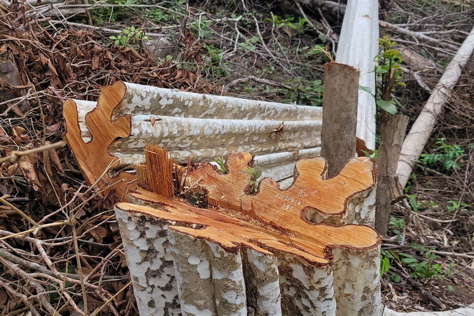 Các đối tượng đã lợi dụng thời cơ này để chặt phá hàng loạt cây gỗ như: Căm xe, Bằng lăng, Bình linh, SP5, SP6, SP7… với đường kính gốc từ 8-30cm. (Ảnh: Hoài Nam/TTXVN)