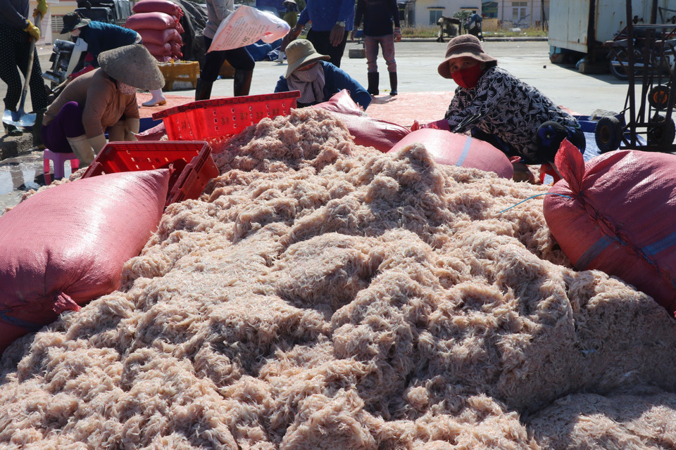  Sau khi thu mua ruốc được các thương lái sơ chế ngay tại cảng cá Dân Phước, thị xã Sông Cầu. (Ảnh: Phạm Cường/TTXVN)