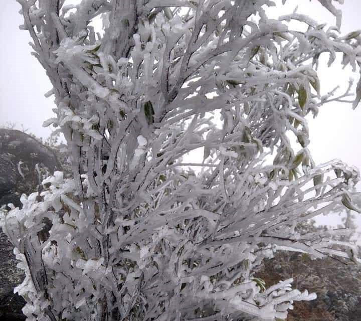 Băng giá xuất hiện ở núi Cao Ly, huyện Bình Liêu. (Ảnh: TTXVN phát)