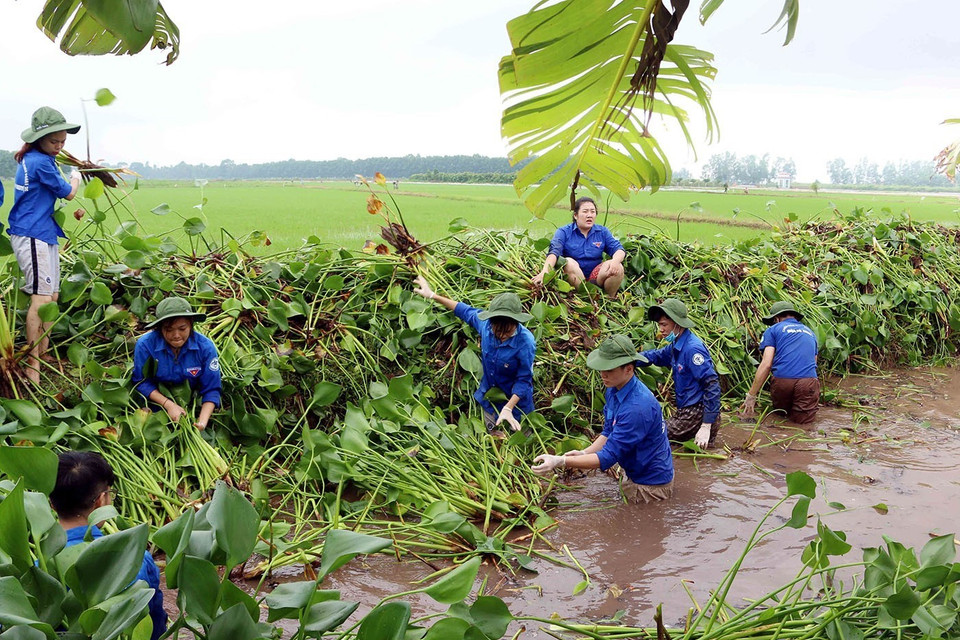 Đoàn viên, thanh niên Hưng Yên tham gia vớt bèo khơi thông dòng chảy tại xã Vĩnh Xá, huyện Kim Động. (Ảnh: Phạm Kiên/TTXVN)