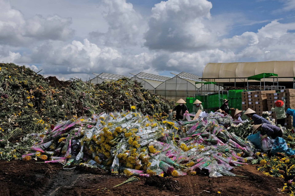 Hàng trăm ngàn cành hoa của Công ty TNHH Dalat Hasfarm và nông dân Đà Lạt vừa bị tiêu hủy do không thể xuất khẩu sang Australia vì vướng quy định của Cục Bảo vệ thực vật về việc sử dụng hoạt chất Glyphosate từ ngày 1/7 này. (Ảnh: Nguyễn Dũng/TTXVN)