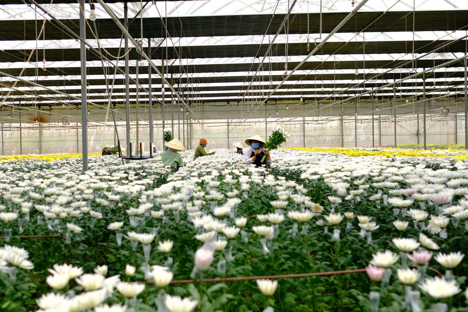 Công nhân thu hoạch hoa cúc tại trang trại chuyên trồng để cung cấp hoa cho Australia. (Ảnh: Nguyễn Dũng/TTXVN)