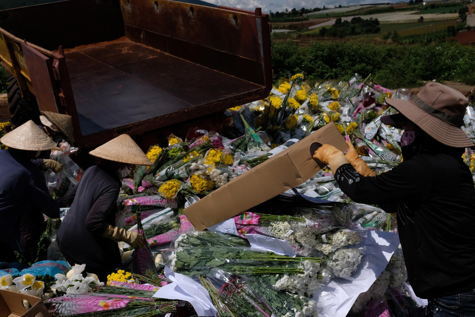 Nếu quy định về việc sử dụng hoạt chất Glyphosate không được thay đổi, trung bình mỗi tuần sẽ có gần 600.000 cành hoa của người dân và doanh nghiệp tại Đà Lạt phải tiêu huỷ do không thể xuất khẩu sang Australia. (Ảnh: Nguyễn Dũng/TTXVN)