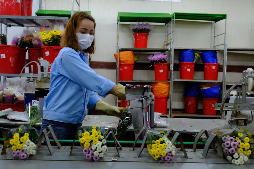 Công nhân của công ty TNHH Dalat Hasfarm (thành phố Đà Lạt) phân loại và đóng gói hoa trước khi đóng thùng xuất khẩu ra nước ngoài. (Ảnh: Nguyễn Dũng/TTXVN)