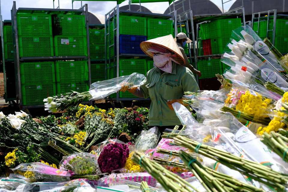 Nếu quy định về việc sử dụng hoạt chất Glyphosate không được thay đổi, trung bình mỗi tuần sẽ có gần 600.000 cành hoa của người dân và doanh nghiệp tại Đà Lạt phải tiêu huỷ do không thể xuất khẩu sang Australia. (Ảnh: Nguyễn Dũng/TTXVN)