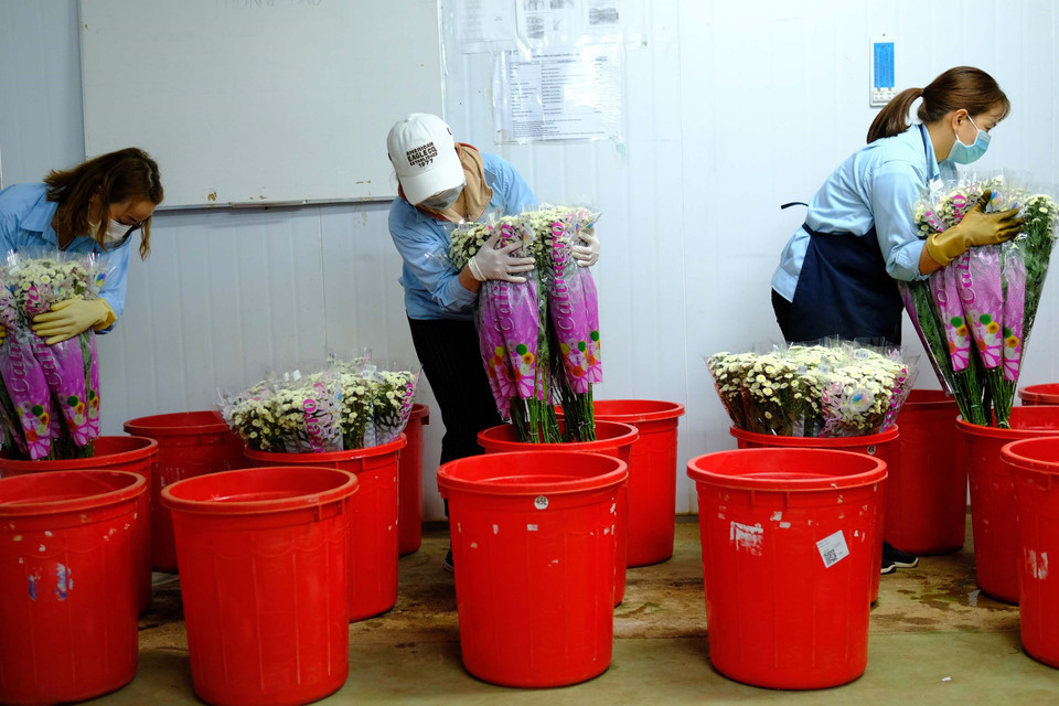 Quy trình xử lý sau thu hoạch ngâm cành hoa vào hoạt chất Glyphosate để tiệt mầm (theo quy định bắt buộc của Úc) diễn ra bình thường trong nhiều năm nay và được kiểm soát nghiêm ngặt, đảm bảo cho môi trường. (Ảnh: Nguyễn Dũng/TTXVN)