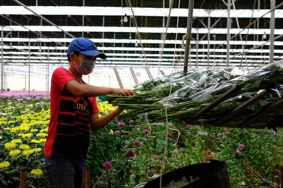 Công nhân thu hoạch hoa cúc tại trang trại chuyên trồng để cung cấp hoa cho Australia. (Ảnh: Nguyễn Dũng/TTXVN)