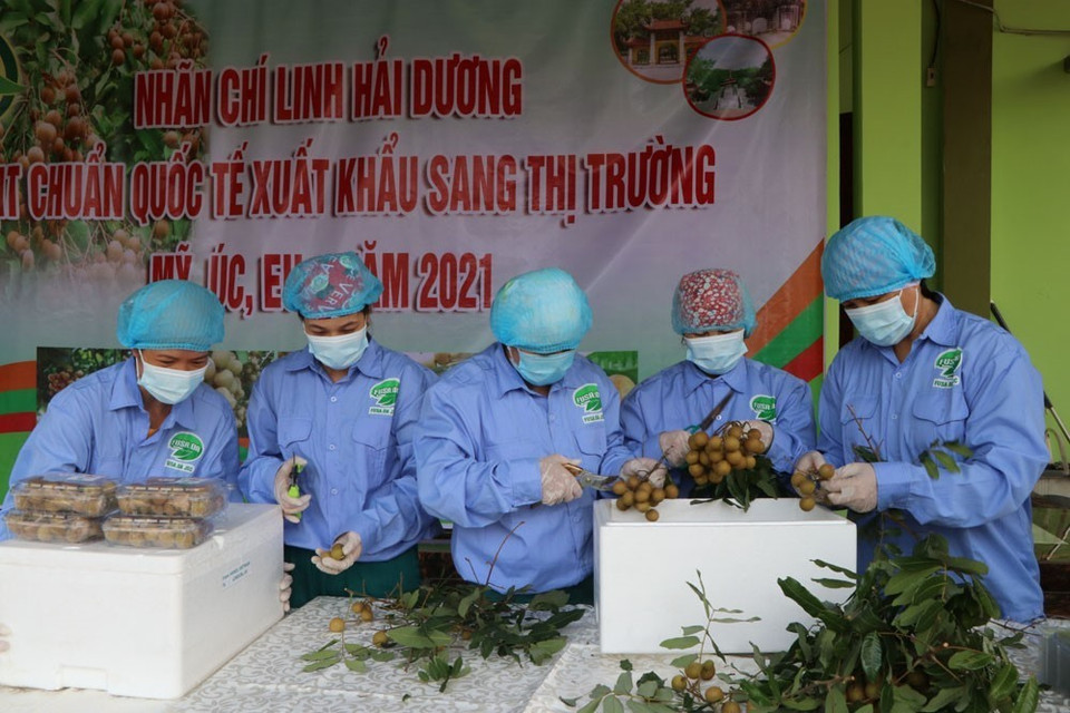 Công nhân Công ty cổ phần nông nghiệp hữu cơ Fusa sơ chế nhãn trước khi xuất khẩu. (Ảnh: Mạnh Minh/TTXVN)