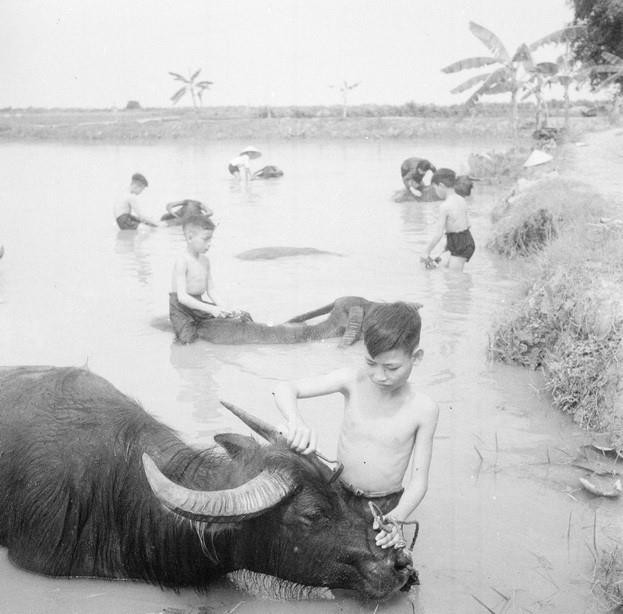 Đội thiếu niên tiền phong Hoàng Văn Thụ, xã Hà Thành, Tứ Kỳ (Hải Dương) nhận chăm sóc châu bò cho hợp tác xã (1960). (Ảnh: Võ Văn Thanh/TTXVN)