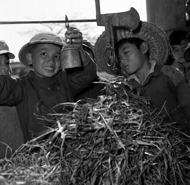 Hưởng ứng khẩu hiệu Chăm sóc trâu, bò béo để chống Mỹ, học sinh lớp 4, trường cấp I Mỹ Hưng, Hà Nam cân cỏ vừa cắt được để cho trâu ăn (1967). (Ảnh: Quang Thành/TTXVN)