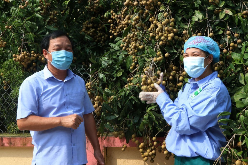 Phó Bí thư thường trực tỉnh ủy Hải Dương Lê Văn Hiệu thăm vườn nhãn xuất khẩu tại xã Hoàng Hoa Thám, Chí Linh. (Ảnh: Mạnh Minh/TTXVN)