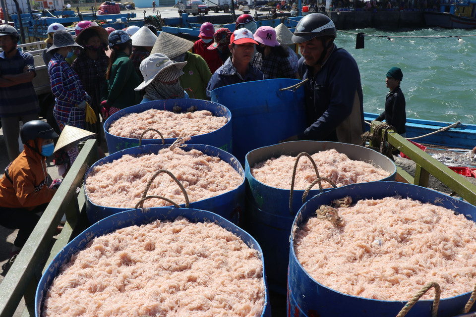  Ngư dân Phú Yên trúng đậm ruốc chuyến biển đầu năm. (Ảnh: Phạm Cường/TTXVN)