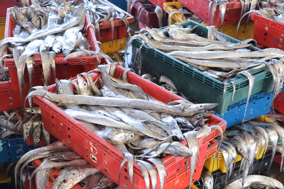  Với giá bán cá hố tại cảng từ 20 đến 23.000 đồng/kg, ngư dân Phú Yên có thu nhập khá những ngày đầu năm. (Ảnh: Phạm Cường/TTXVN)
