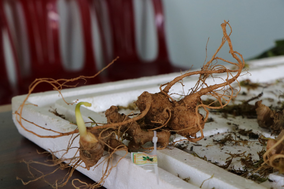 Củ sâm Ngọc Linh thật được gắn nhãn mác, thương hiệu trên sản phẩm. (Ảnh: Cao Nguyên/TTXVN)