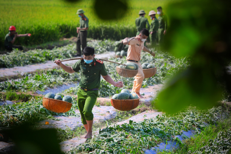 Do huyện Yên Dũng (Bắc Giang) nằm trong vùng dịch, phải cách ly, nhiều nông sản đến vụ thu hoạch khó có thể tiêu thụ, Đoàn viên Thanh niên công an huyện Yên Dũng đã giúp bà con thu hoạch và tiêu thụ dưa hấu tại thôn Vườn Tùng, xã Tiền Phong. (Ảnh: Danh Lam/TTXVN)