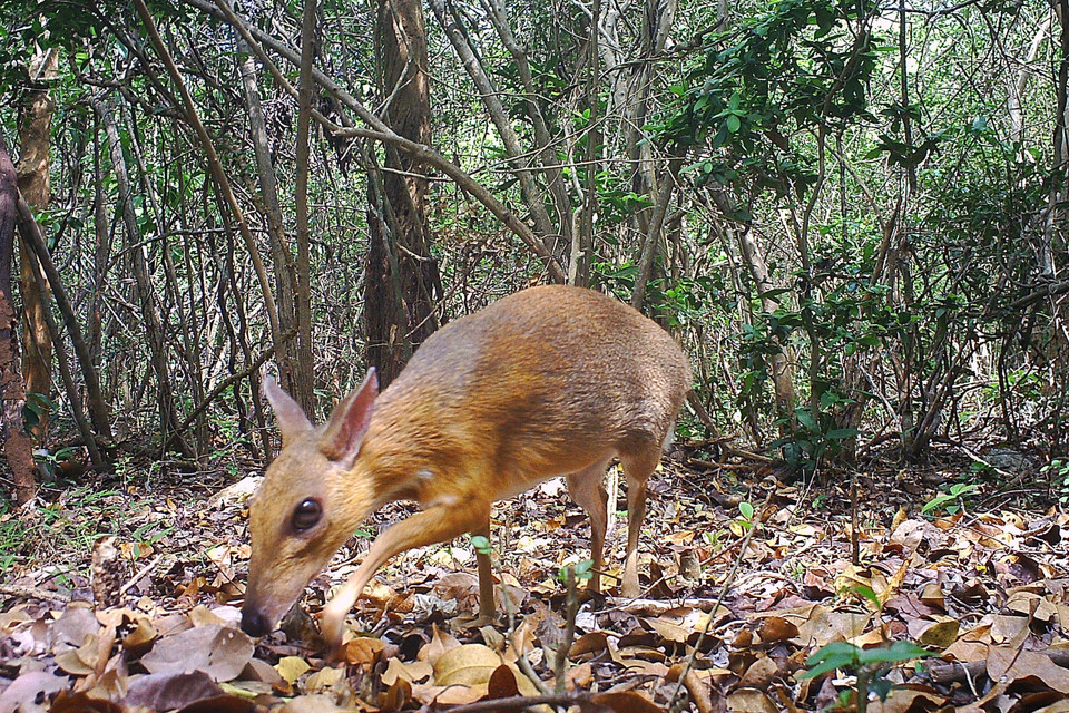 Loài Cheo lưng bạc Việt Nam (tên khoa học Tragulus versicolor) tại KKhu Dự trữ Sinh quyển Núi Chúa là loài động vật hơn 30 năm qua chưa có hình ảnh hay thông tin phát hiện tại khu vực cụ thể ở Việt Nam. (Ảnh: TTXVN phát)