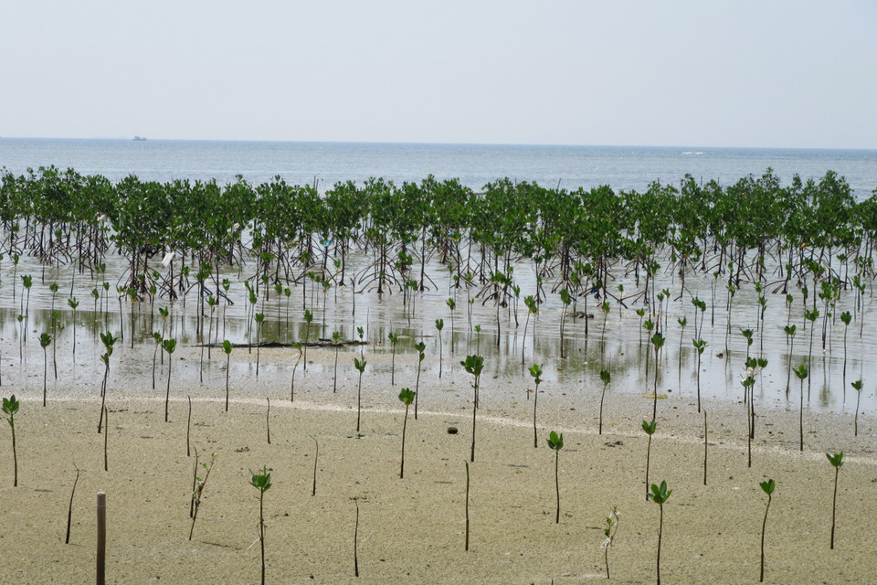 Trồng rừng ngập mặn phục hồi hệ sinh thái tại khu bảo tồn biển Khu Dự trữ Sinh quyển Núi Chúa. (Ảnh: Nguyễn Thành/TTXVN)
