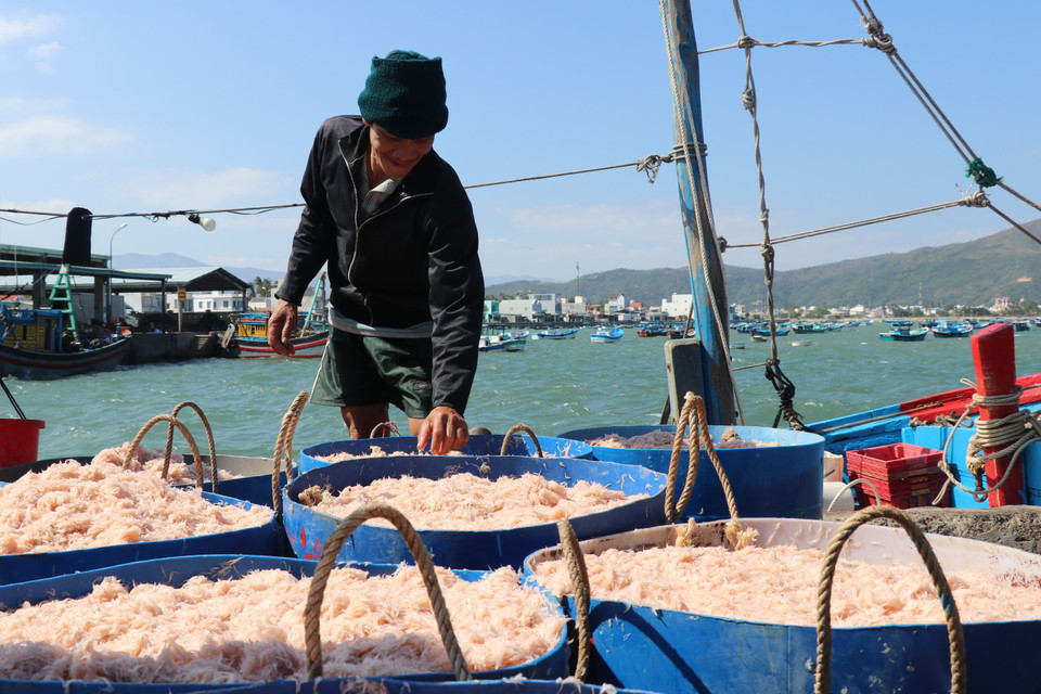 Các thuyền khai thác được từ 5 tạ đến 9 tạ ruốc mỗi ngày. 