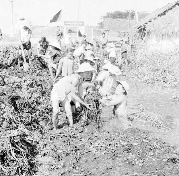 Với tinh thần Sản xuất Đông Xuân, tiến quân như Phù Đổng, thanh niên thị xã Ninh Bình đã lao động trong 1 ngày, vớt bèo và xúc bùn để làm 14 tấn phân xanh (1960). (Ảnh: TTXVN)