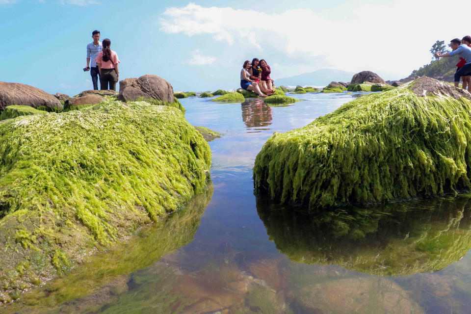 Bãi đá Nam Ô với rêu xanh bao phủ và chỉ lộ ra khi thủy triều xuống thu hút người dân, du khách đến tham quan, chụp ảnh. (Ảnh: Trần Lê Lâm/TTXVN)