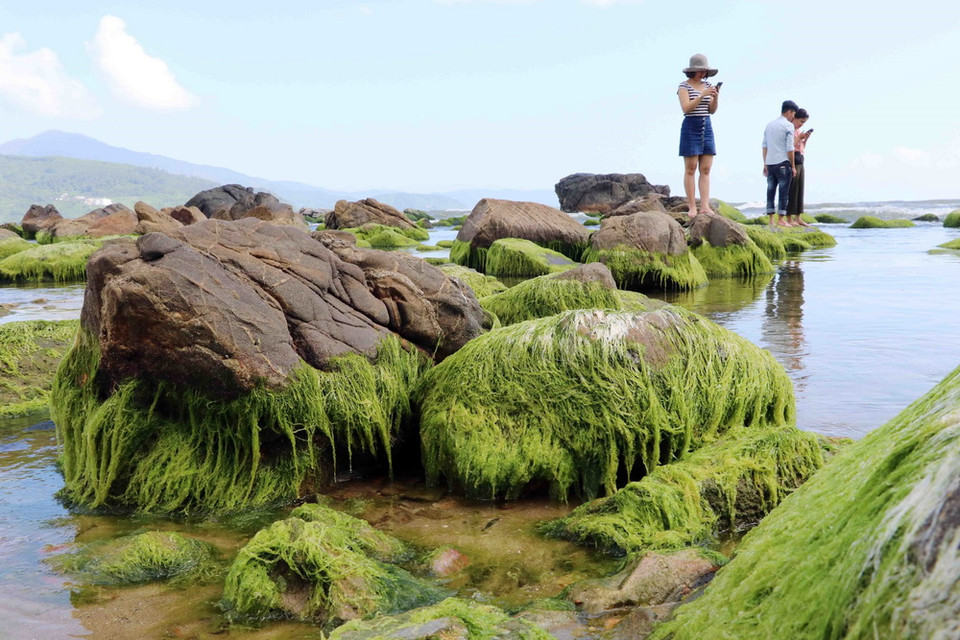 Vào những ngày này, các phiến đá ở Nam Ô đang là mùa rêu mọc, nên cả bãi đá được bao phủ bởi một lớp rêu xanh mướt, mềm mại, óng mượt và chỉ lộ ra khỏi mặt nước khi nước thủy triều rút xuống.(Ảnh: Trần Lê Lâm/TTXVN)