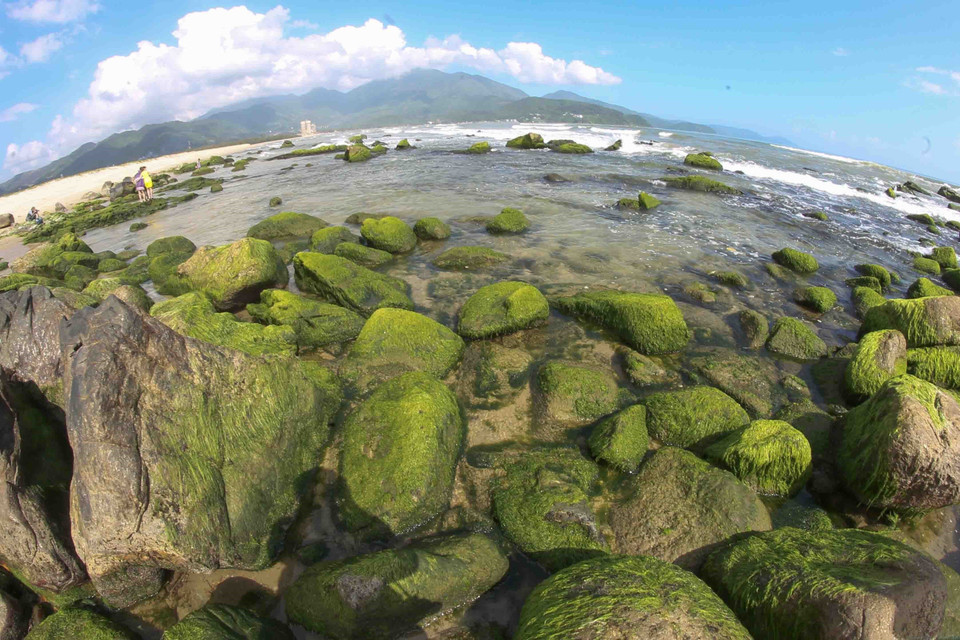 Bãi đá Nam Ô với rêu xanh bao phủ và chỉ lộ ra khi thủy triều xuống đã thu hút người dân, du khách đến tham quan, chụp ảnh. (Ảnh: Trần Lê Lâm/TTXVN)