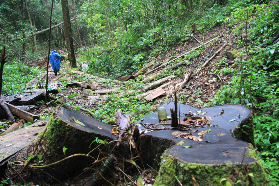 Một gốc dổi còn sót lại hiện trường có đường kính trên 1,5m. (Ảnh: TTXVN)
