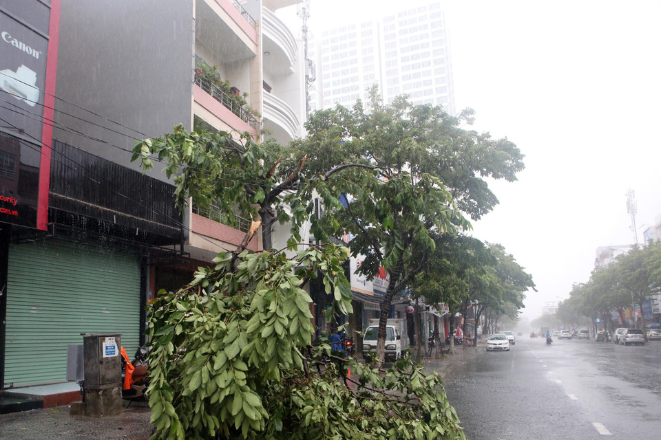 Cây xanh gãy đổ trên tuyến đường Hàm Nghi (Đà Nẵng). (Ảnh: Trần Lê Lâm/TTXVN)