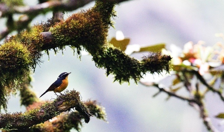 Hệ động-thực vật tại Cao nguyên Kon Hà Nừng phong phú, đa dạng với nhiều loại quý hiếm.(Ảnh: TTXVN phát)