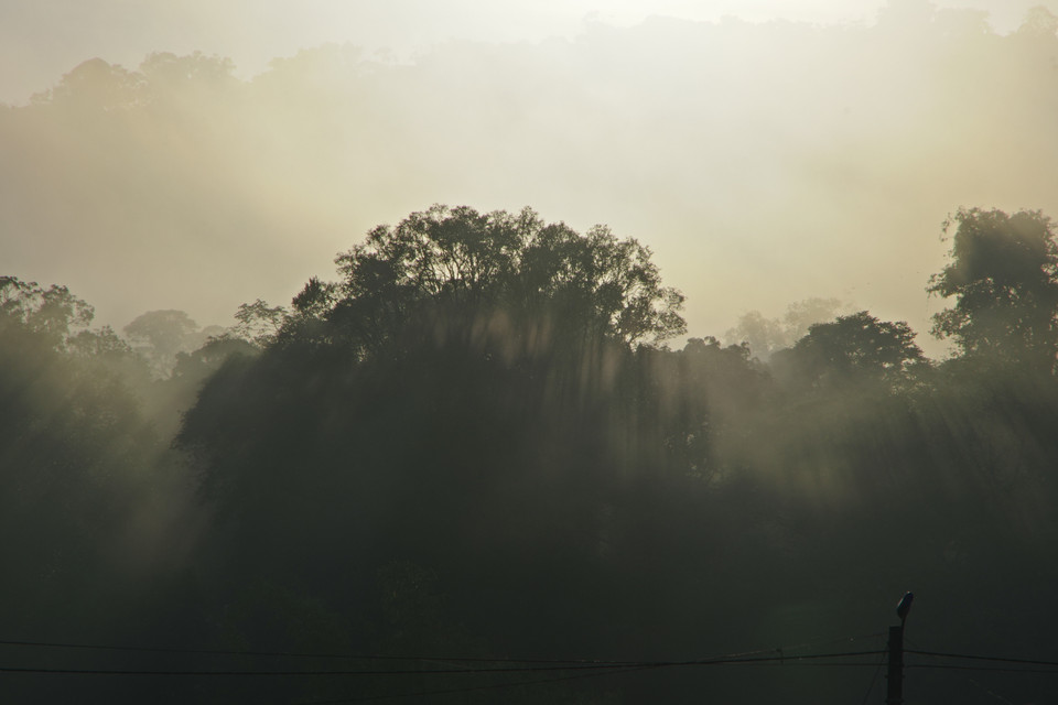 Hệ động-thực vật tại Cao nguyên Kon Hà Nừng phong phú, đa dạng với nhiều loại quý hiếm.(Ảnh: TTXVN phát)