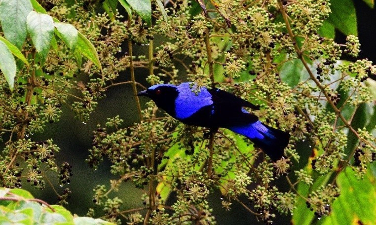 Hệ động-thực vật tại Cao nguyên Kon Hà Nừng phong phú, đa dạng với nhiều loại quý hiếm. (Ảnh: TTXVN phát)