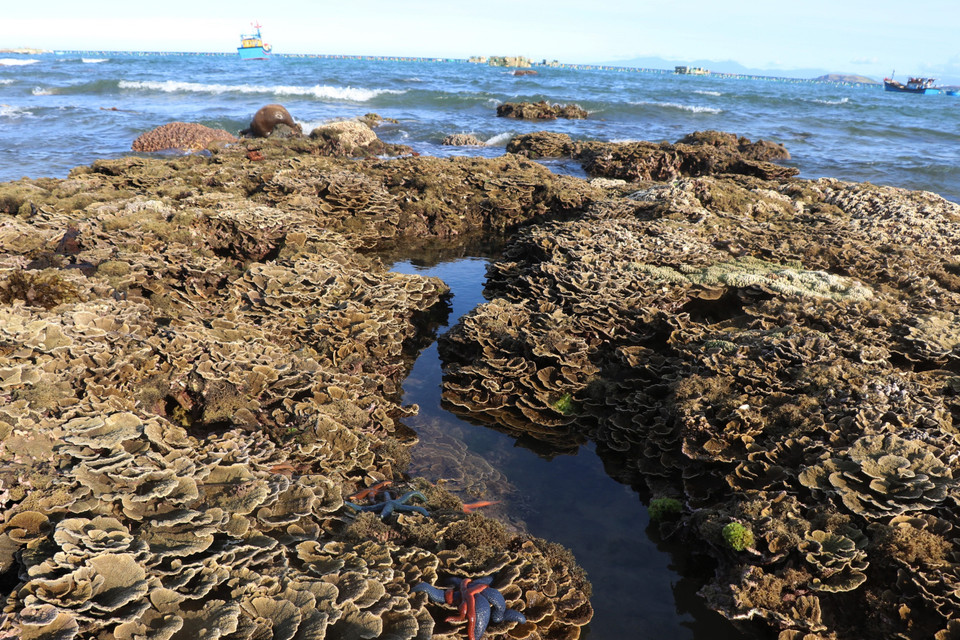 Những rạn san hô nhiều màu sắc tại khu vực thắng cảnh quốc gia Hòn Yến, xã An Hòa Hải (Tuy An, Phú Yên). (Ảnh: Phạm Cường/TTXVN)