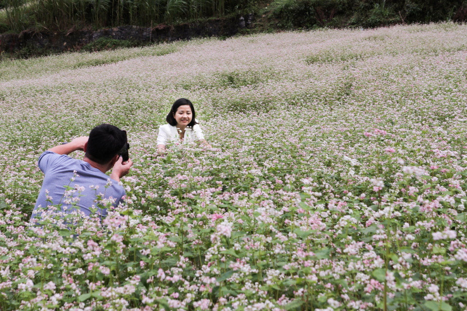 Cứ vào dịp cuối năm, mùa hoa tam giác mạch lại nở, vùng cao nguyên đá Hà Giang như được khoác lên mình một màu áo hồng khiến sự thô ráp, chai sạn của đá cũng trở nên mềm mại hơn. (Ảnh: Nam Thái/TTXVN)