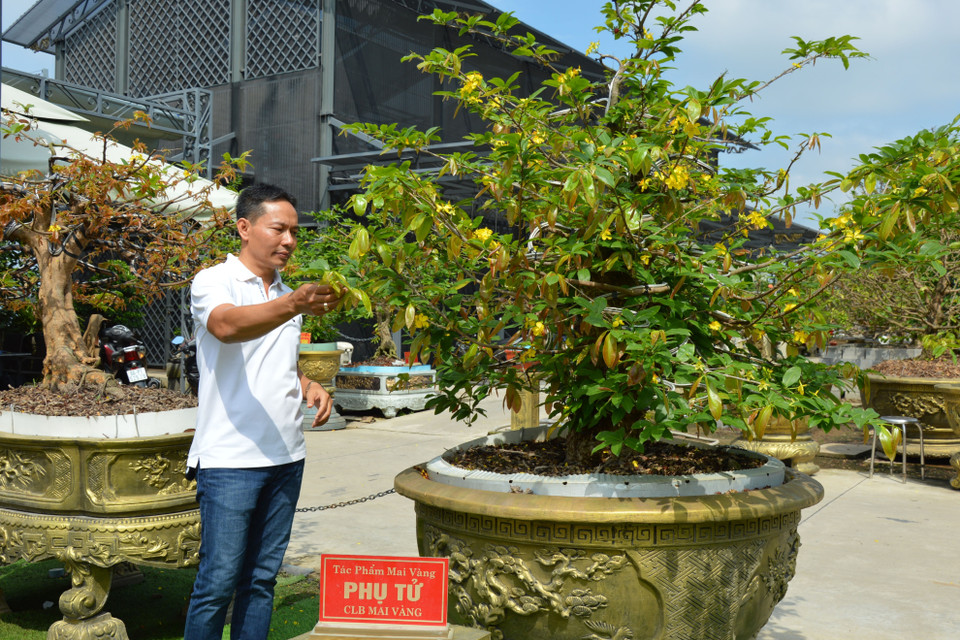 Bộ sưu tập 10 cây mai vàng của ông Vũ Đức Đông (sinh năm 1972, trú tại phường An Hòa, thành phố Sa Đéc, tỉnh Đồng Tháp) vừa được Tổ chức Kỷ lục thế giới công nhận xác lập kỷ lục thế giới “Bộ sưu tập mai vàng Tuệ Sâm có nhiều tác phẩm độc bản nhất”. (Ảnh: Nhựt An/TTXVN)