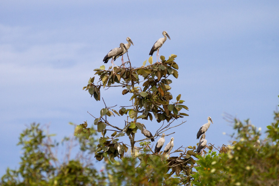 Thông thường, đàn cò di cư và trú ngụ từ 10 ngày đến khoảng 1 tháng… (Ảnh: Thanh Tân/TTXVN)