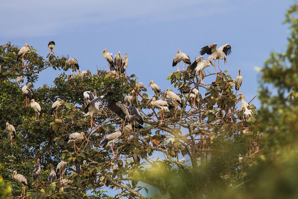 (Ảnh: Thanh Tân/TTXVN)