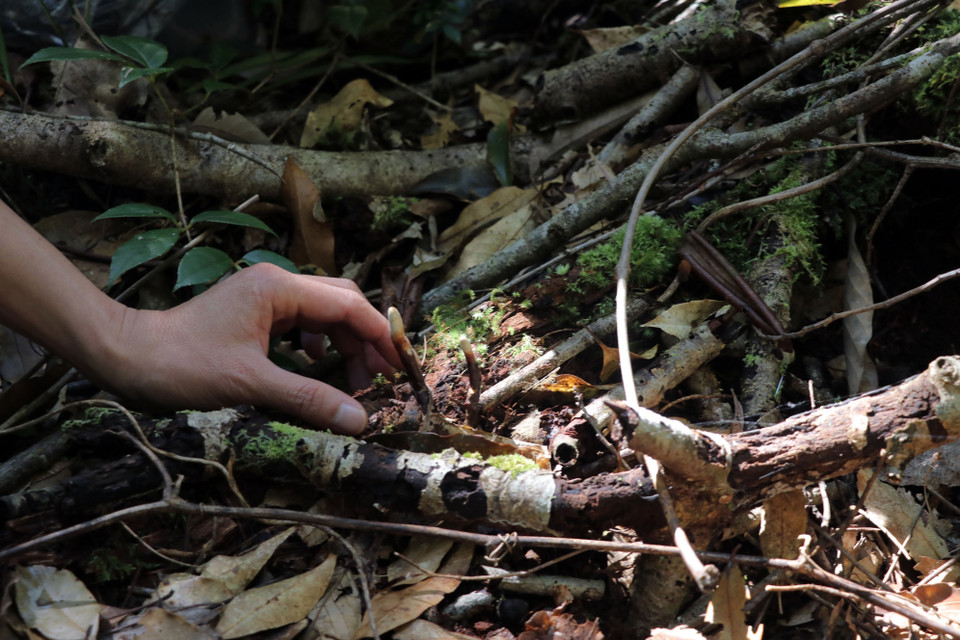 Nấm Linh chi cổ cò được phát hiện trong Vườn Quốc gia Bidoup-Núi Bà. (Ảnh: Chu Quốc Hùng/TTXVN)